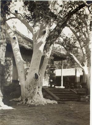 北京法海寺白皮松